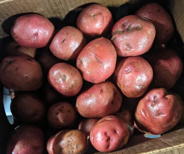 Potatoes