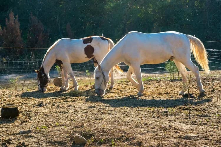 Adventure Packages - Specialty Lessons